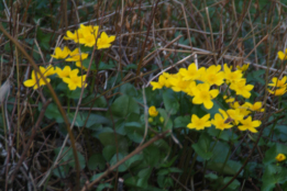 Caltha palustris subsp. palustrisGewone dotterbloem bestellen